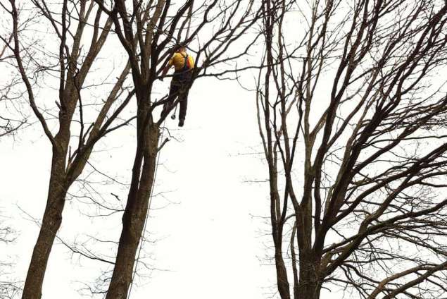 bomen rooien in Biezenmortel in de Biezenmortelse straat door Antoon van Spelde en Juri Nortbart, hovenier bomen kappen struiken opruimen struiken rooien struiken verwijderen haag opruimen en afvoeren stronken uitgraven